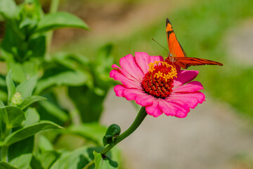 Zinia polinizada por Dione juno
