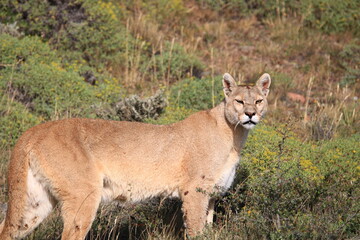 Pumas en Parque Nacional Torres del Paine en la Patagonia Chilena.