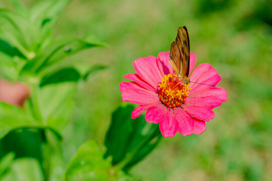 Lepidoptero en flor