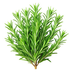Fototapeta premium High-quality realistic rosemary isolated on transparent background 