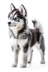 Obraz premium A Siberian Husky standing proudly, isolate on white background, showcasing its striking features and friendly demeanor.