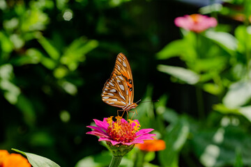 Mariposa posada en flor fucsia