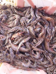 Shrimp is a delicious food and has high protein.