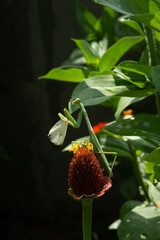 Mantis religiosa atrapando a su presa.