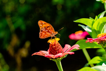Mariposa y flor en jard&iacute;n