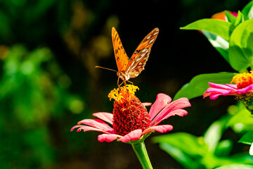 Mariposa descansando en el coraz&oacute;n de una zinia