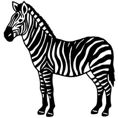 Obraz premium A zebra is standing in a white background. The zebra has a black nose