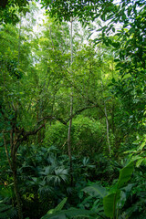 Bosque tropical 