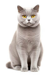 cute grey british short hair cat isolated on white background