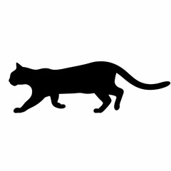 Obraz premium A black cat is walking on a white background. The cat is looking to the right