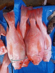 various types of fish sold at the fish auction.