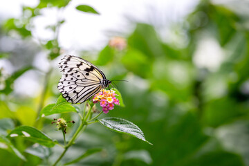 Butterflies on the empty sea and mountain road in spring at Aka Island, Zamami Village, Okinawa Prefecture, Japan © Masakazu Tokashiki