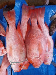 various types of fish sold at the fish auction.