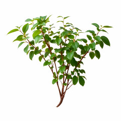 Obraz premium A knotweed isolated on the white background