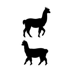 Alpaca walking silhouette icon vector illustration design on white background.
