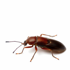 A brown insect isolated on the white background
