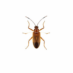 A brown insect isolated on the white background