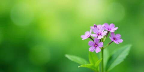 A Delicate Cluster of Light Purple Flowers Blooming in a Lush Green Meadow