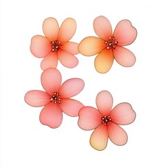 Peach blossoms isolated, white background, design element