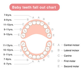 Baby teeth fall out chart