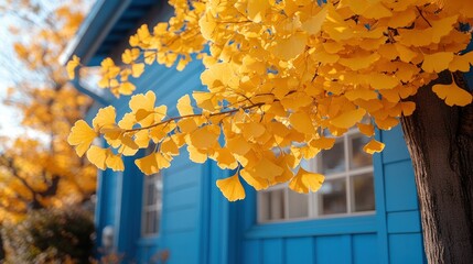 Autumnal Ginkgo Delight: Golden Leaves against a Blue House