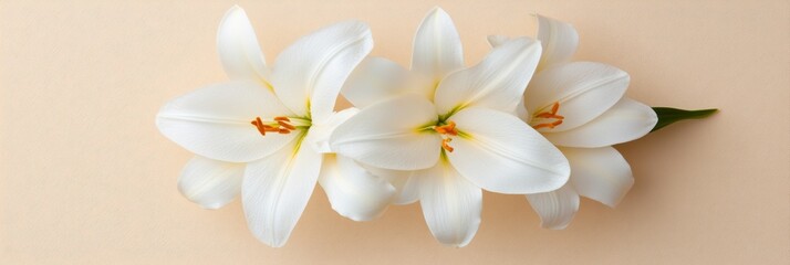Obraz premium Minimalist Floral Elegance White Lily in Bloom on Neutral Canvas - Premium Beauty and Wellness Imagery for Natural Cosmetic Branding and Eco-Friendly Design Inspiration