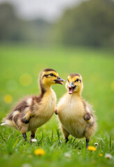 Obraz premium Two joyful ducklings frolicking in spring rain on grassy meadow, playfulness