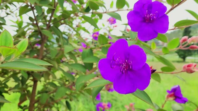 Purple Pleroma urvilleanum, or Perdu flower, or Bunga Putri surrounded by green lush bushes in a park.