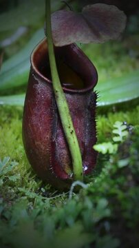 kantong semar bertaring or Nepenthaceae are plants found in Kalimantan and sumatra . indonesia