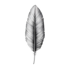 Elegant Monochrome Feather: A Detailed Pencil Sketch