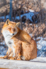 北海道　北きつね牧場　きつね