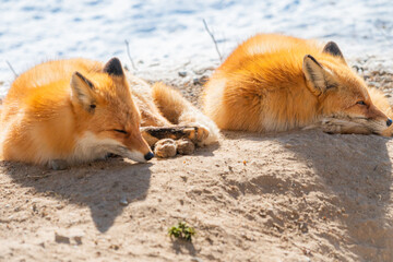 北海道　北きつね牧場　きつね