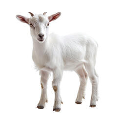 Fototapeta premium Young Goat isolated on transparent background