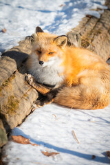 北海道　北きつね牧場　きつね