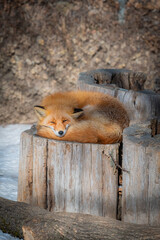 北海道　北きつね牧場　きつね