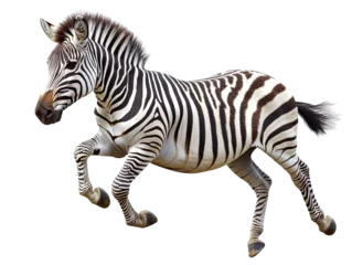 Fotobehang zebra jumping isolated on transparent background © roy9
