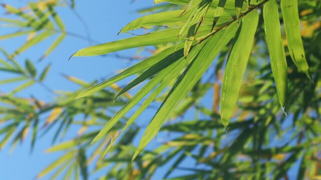 Bamboo Blue Sky