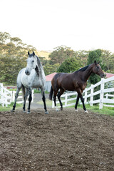 Fototapeta premium two horses on a farm