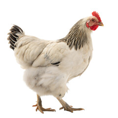 Fototapeta premium Brahma Chicken AI Generated Image