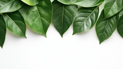 Obraz premium Fresh green leaves on a white background creating a natural and clean composition for design or decoration