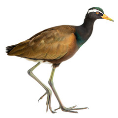 Obraz premium Bronze Winged Jacana AI Generated Image