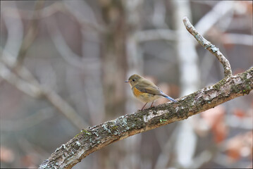 Wild bird named Ruribitaki that stops and looks for food
