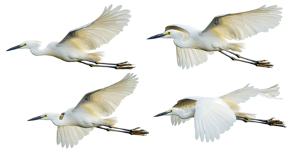 Egrets in Flight Showcasing Graceful Wingspans Generative AI