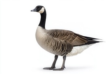 goose standing isolated on white background