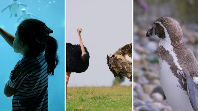 Split Screen Video Opener