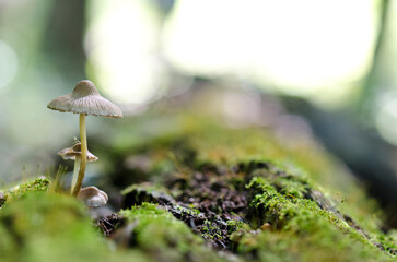 Small Mushroom on a Decaying Log
