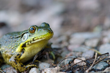 Side Profile of Green Frog on Gravel