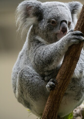 木の上でくつろぐ可愛いコアラ