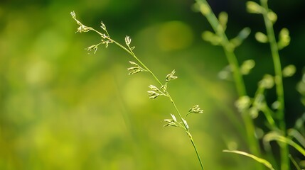 A green plant with a stem and leaves