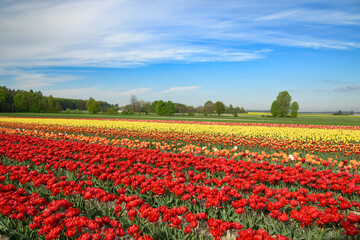 Field full of colorful tulips
